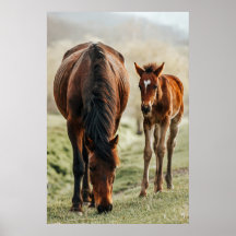 Foto bonito do Foto do Foto do Foto de Cavalo