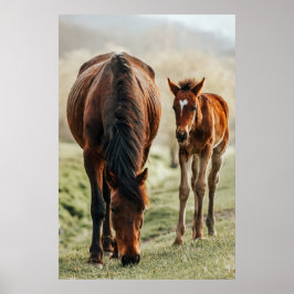 Poster Foto bonito do Foto do Foto do Foto de Cavalo