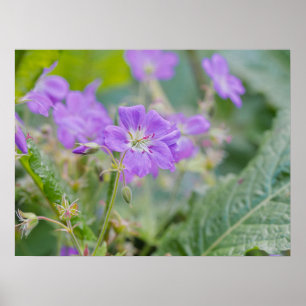 Poster Foto Botânica de Gerânio Silvestre Roxo Claro