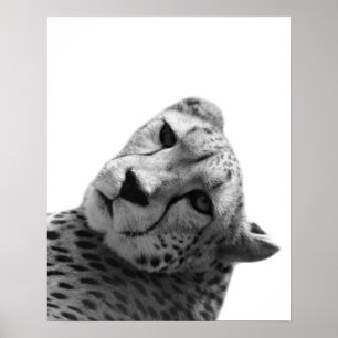 Poster Foto branca preta do animal da selva do leopardo