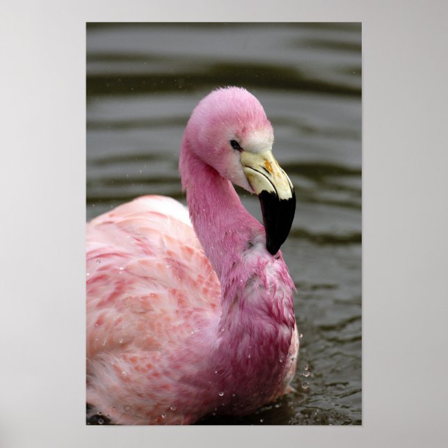 Póster Foto cativa de um Flamingo Andino (Frente)