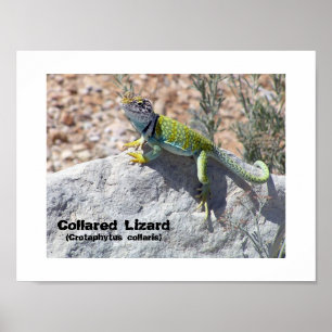 Póster Foto Collared Lizard Collared Colorful (Adoração s