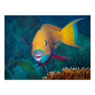 Póster Foto Colorida de Parrotfish - Composição impressio