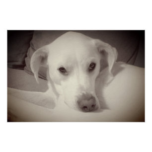 Póster Foto com Estilo Vintage de Cachorro Bonito e Sensí