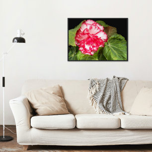 Póster Foto cor-de-rosa e Begonia branca Brilhante