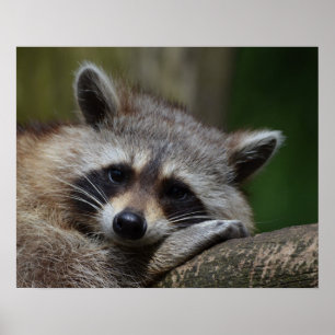 Poster Foto Cute Sleepy Raccoon