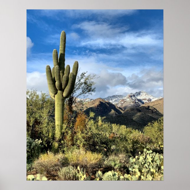 Poster Foto da Arizona de inverno do Saguaro Cactus (Frente)