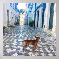 Foto da Arquitetura de Cão de Lisboa Alfama