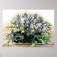 Foto da árvore Bonsai japonesa picante