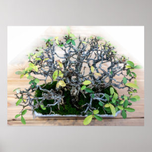 Poster Foto da árvore Bonsai japonesa picante