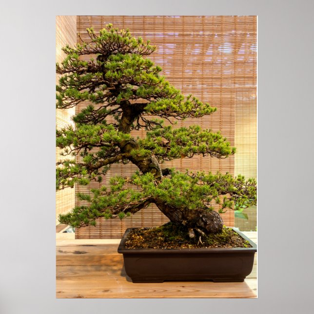Poster Foto da árvore do pinheiro branco japonês Bonsai (Frente)