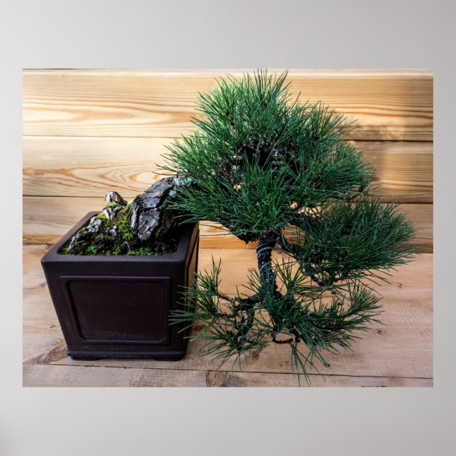 Poster Foto da árvore do pinheiro preto japonês Bonsai (Frente)