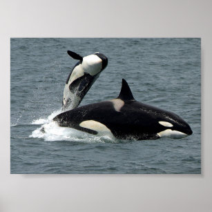 Poster Foto da Baleia Assassina do Alaska