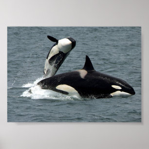 Poster Foto da baleia do Alaska Killer