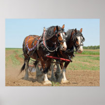 Foto da Criação do Cavalo Clydesdale