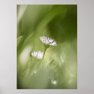 Poster Foto da flor da margarida