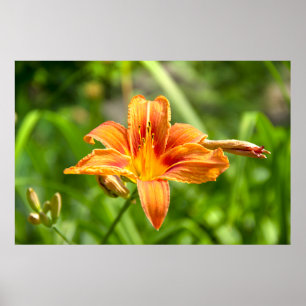 Poster Foto da flor de Lírio grande e fofa