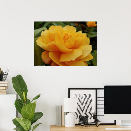 Poster Foto da Flor do Flor Rosa Amarelo-ouro