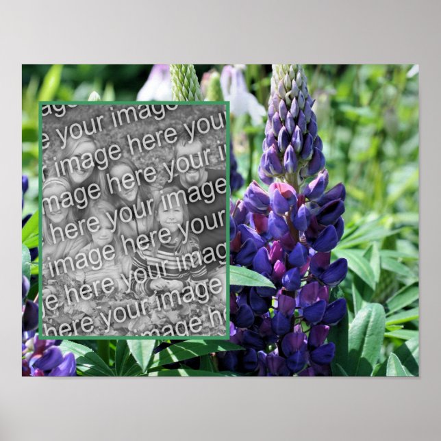 Poster Foto da Flor do Lupine Roxo (Frente)
