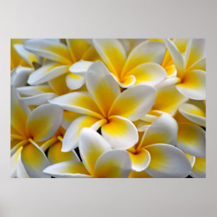 Poster Foto da flor do Plumeria do Frangipani