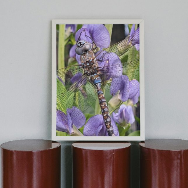 Póster Foto da Libélula Blue-Eyed Darner (In Situ)