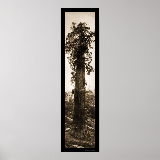 Poster Foto da Maravilha da Sequoia Gigante 1915 (Frente)