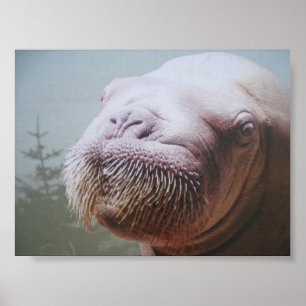 Póster Foto da morsa