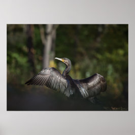 Poster Foto da natureza cormorante