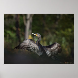 Poster Foto da natureza cormorante