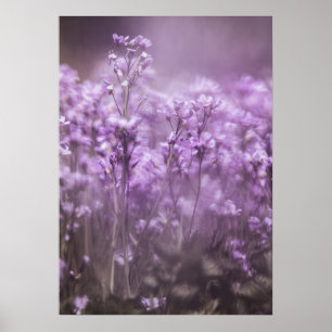 Poster Foto da Natureza da Flor Cuckoo