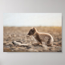 Foto da natureza da Fox do Ártico