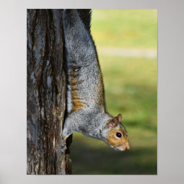 Poster Foto da Natureza de Esquilo Cinzento Oriental Fofo