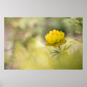 Poster Foto da Natureza de Flor Amarela