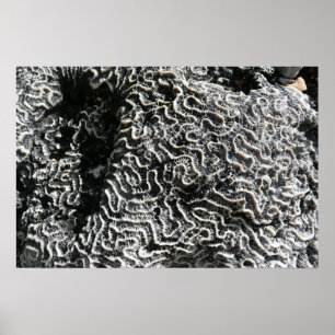 Póster Foto da natureza do Abstrato Black and White Coral