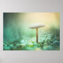 Foto da natureza do cogumelo entonado