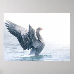 Poster Foto da natureza do ganso Greylag