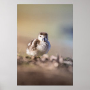 Poster Foto da Natureza do Pintinho Goose