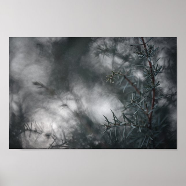 Poster Foto da Natureza Floral Juniper Dark Moody (Frente)