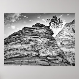 Póster Foto da paisagem da árvore Bonsai na zona branca e