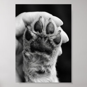 Poster Foto da Pata Personalizada 5 por 7 Lembrança de Pe
