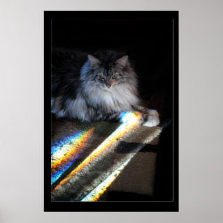 Poster Foto da ponte Cat Rainbow