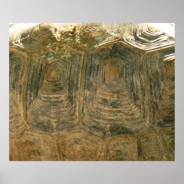 Poster Foto da Tortoise Shell Nature (Frente)