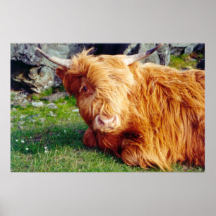 Poster Foto da vaca das montanhas