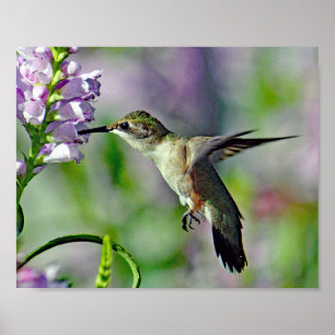 Poster Foto da Vida Selvagem Floral Rosa Hummingbird