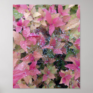 Poster Foto das flores