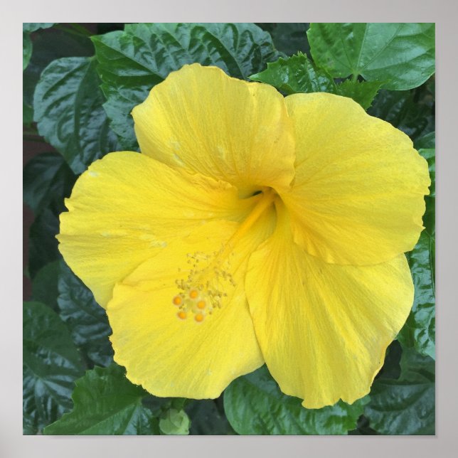 Poster Foto das flores amarelas (Frente)