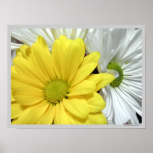 Poster Foto das flores de margaridas brancas amarelas