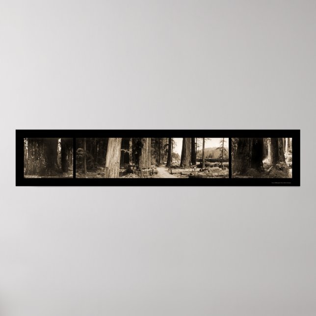 Póster Foto das Sequoias Gigantes 1912 (Frente)