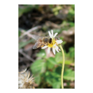 Póster Foto de Abelha Melífera Polinizadora em Flor de Ma