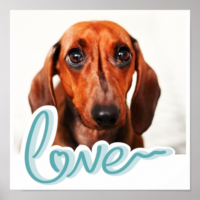 Poster Foto de animal de estimação personalizada com AMOR (Frente)